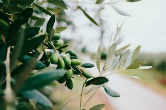 olive tea olive tea